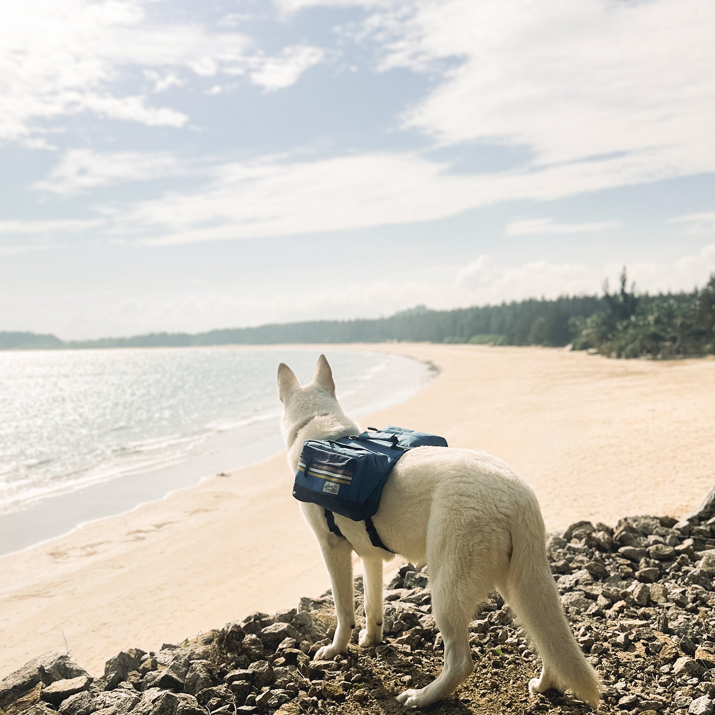 Rad to the Bone Dog Backpack